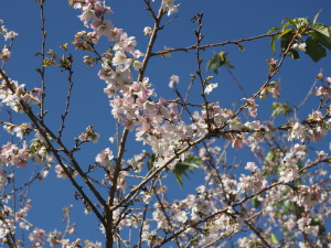 川見四季桜の里-17