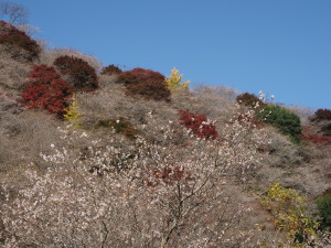 川見四季桜の里-18
