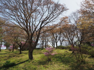 愛知県緑化センター-09