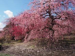 鈴鹿の森庭園-11