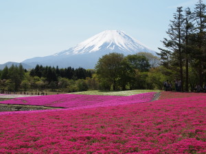富士芝桜-06
