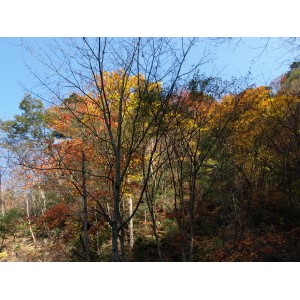 西沢渓谷-11