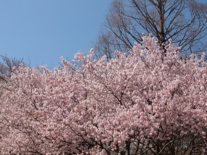 三ッ池公園-03