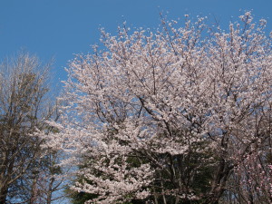 三ッ池公園-09