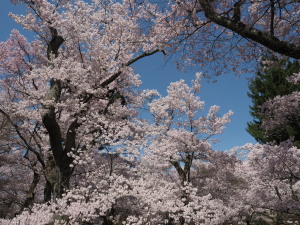 高遠城址公園-18